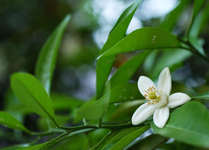 The scent of citrus blossoms