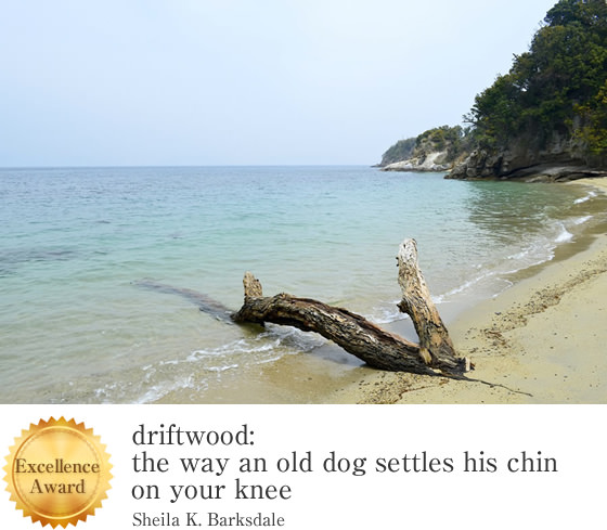 driftwood:the way an old dog settles his chin on your knee