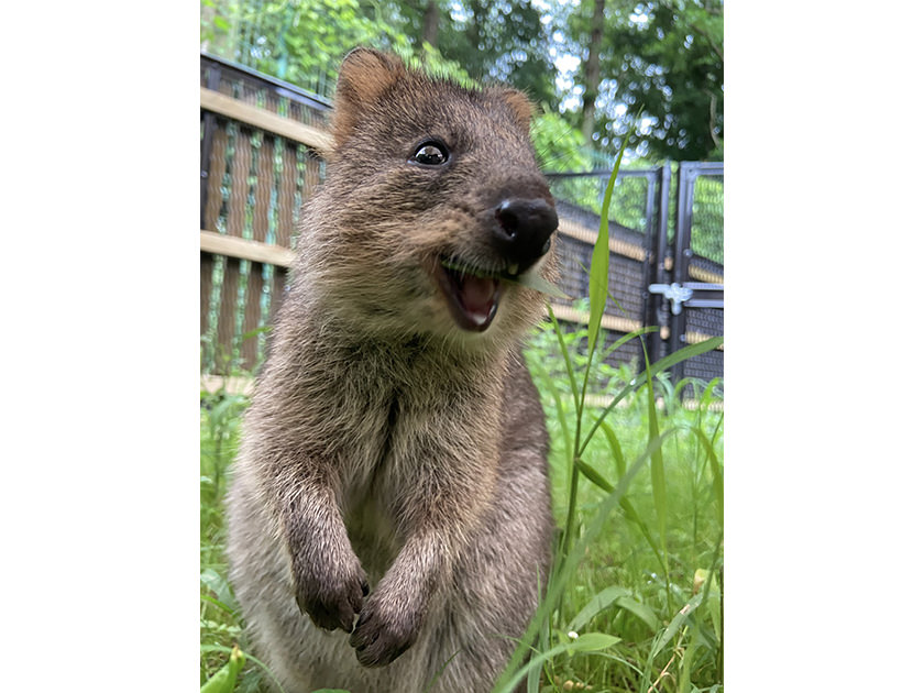 Quokka, the happiest animal in the world (Higashi Matsuyama City, Saitama Prefecture)